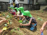 R3.5月）芋苗植え　羽場認定こども園